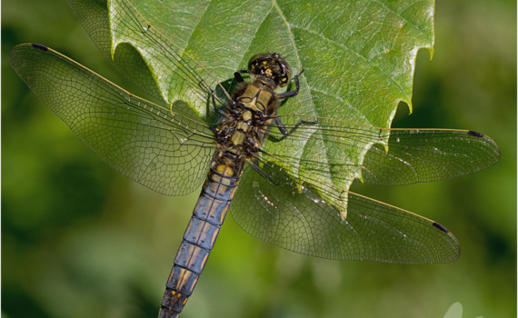 Black-Tailed Skimmer Dragonfly (Orthetrum cancellatum)