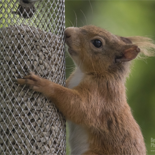 Red Squirrel (Close Up) (BKPMAMM0004)