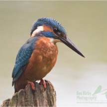 Male Kingfisher (BKPBIRD0014)