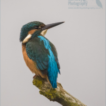 Male Kingfisher - Stodmarsh Nature Reserve - December 2019 (BKPBIRD0017)