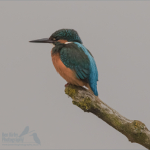 Male Kingfisher - Stodmarsh Nature Reserve - December 2019 (BKPBIRD0017)