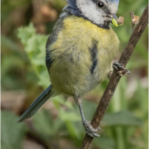 Blue Tit With Caterpillar - Vinters Valley Nature Reserve – May 2020 (BKPBIRD0029)
