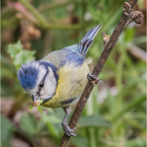 Blue Tit With Caterpillar 2 - Vinters Valley Nature Reserve – May 2020 (BKPBIRD0030)