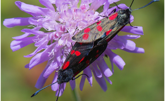 Mating Pair of Six-spot Burnet Moths (BKPMOTH0001)