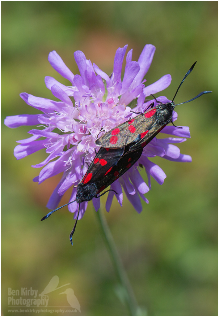 Mating Pair of Six-spot Burnet Moths (BKPMOTH0001)