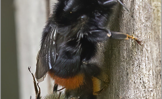 Mating pair of Red-tailed bumblebees (Bombus lapidarius) (BKPINSE0005)