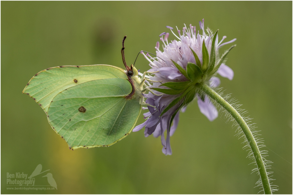 Brimstone Butterfly On Scabious