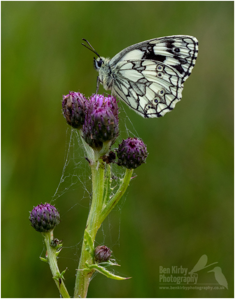 Marbled White Butterfly On Thistle