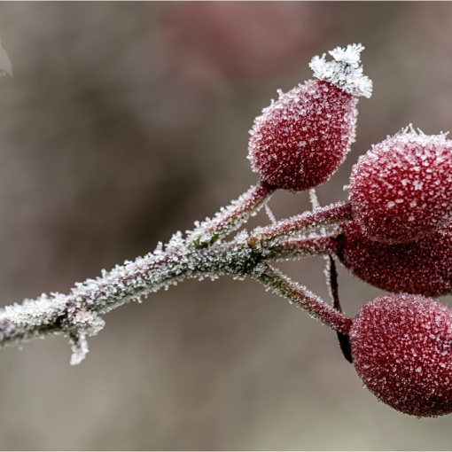 Frost Covered Rose Hips (BKPWEAT00011)