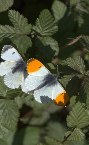 Pair of Orange Tip Butterflies (BKPBUTT0022)