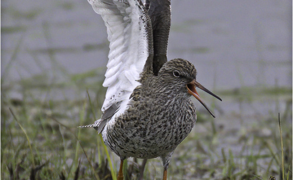 Common Redshank (BKPBIRD0034)