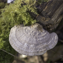 Fungi & Moss (BKPFUNG0001)