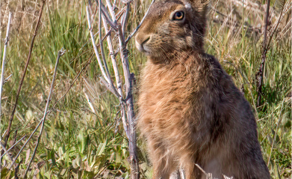 Hare (BKPMAMM0007)