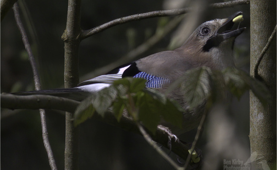 Jay With Food (BKPBIRD0047)