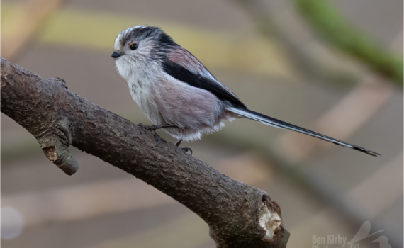 Long-tailed Tit (BKPBIRD0048)