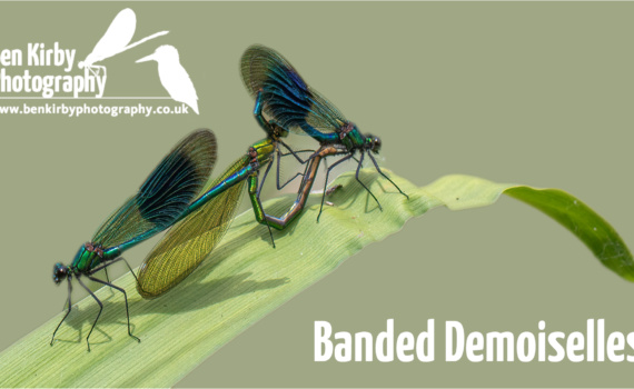 YouTube Thumbnail - Banded Demoiselles