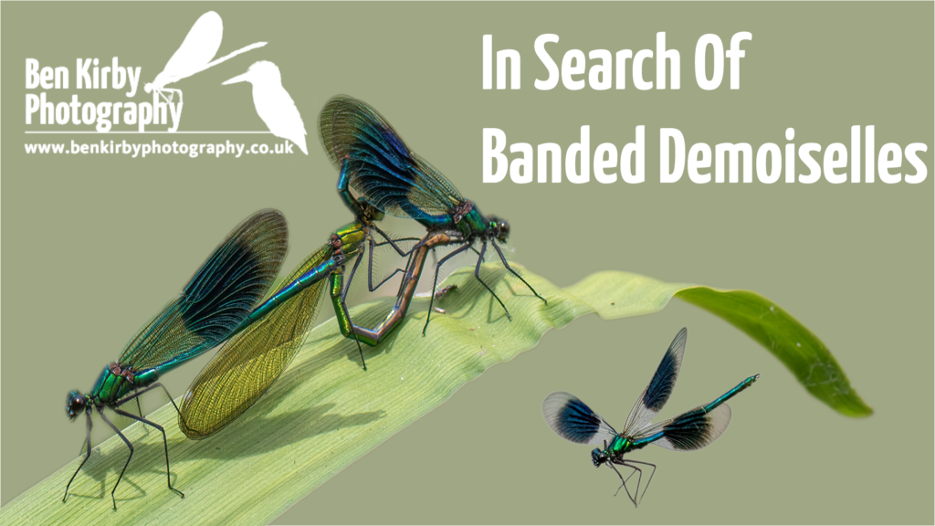 Thumbnail - In search for Banded Demoiselles