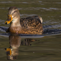 Female Mallard Duck (BKPBIRD0055)