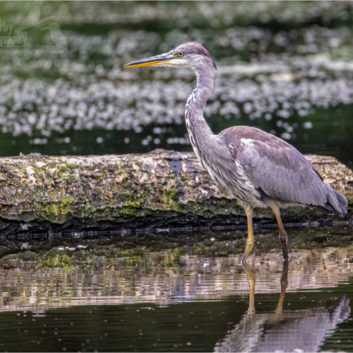 Grey Heron (BKPBIRD0174)