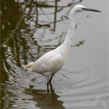 Little Egret (BKPBIRD0053)