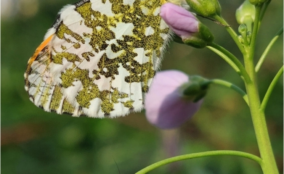 Male Orange Tip Butterfly (Mobile) (BKPBUTT0034)