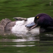 Tufted Duck Cleaning (BKPBIRD0130)