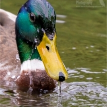 Mallard Duck With Water (BKPBIRD0132)