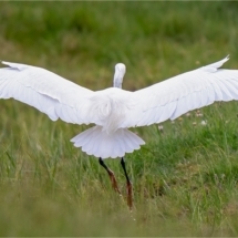 Little Egret In Flight (BKPBIRD0138)