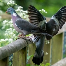 Incoming Wood Pigeon (BKPBIRD0139)