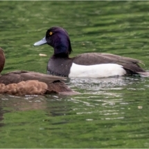 Pair Of Tufted Ducks (BKPBIRD0140)