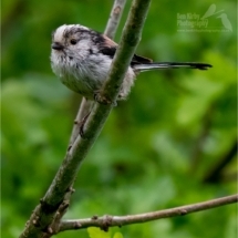 Long-tailed Tit (BKPBIRD0142)