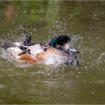Duck Splash (BKPBIRD0145)