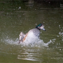 Duck Splash (BKPBIRD0146)