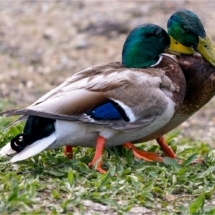 Duck Fight (BKPBIRD0151)