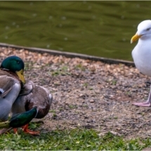 Duck Fight &amp; Gull (BKPBIRD0152)
