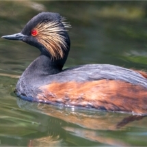 Black-necked Grebe (BKPBIRD0155)