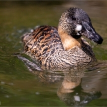 Duck (BKPBIRD0156)