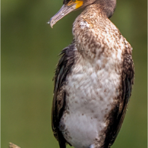 Juvenile Cormorant (BKPBIRD0162)