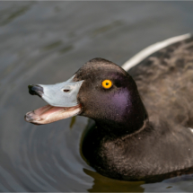 Angry Tufted Duck (BKPBIRD0165)