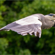 Heron In Flight (BKPBIRD0167)