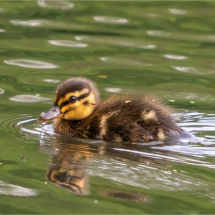 Duckling (BKPBIRD0168)