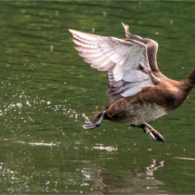 Female Tufted Duck In Flight (BKPBIRD0170)