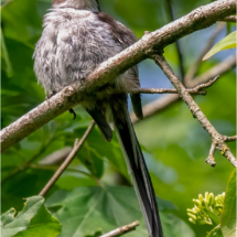 Juvenile Long-tailed Tit (BKPBIRD0173)