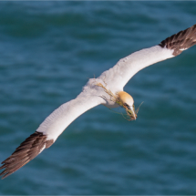 Flying Gannet With Material (BKPBIRD00186)