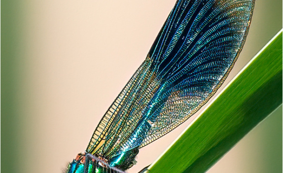 Male Banded Demoiselle