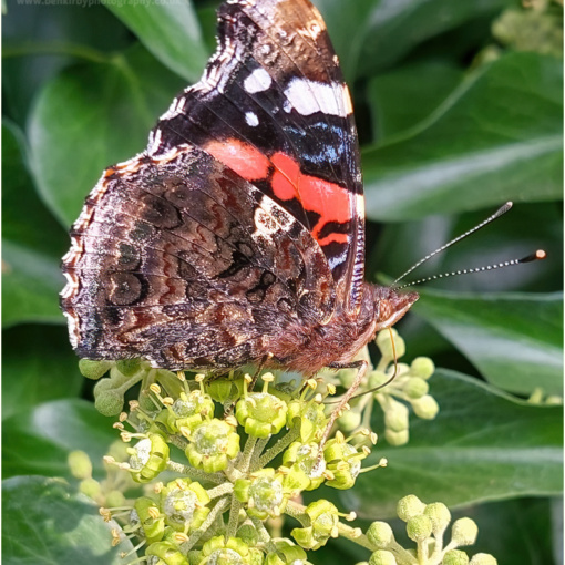 Red Admiral Butterfly (Mobile) (BKPBUTT0045)