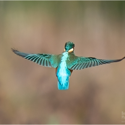 Hovering Kingfisher (BKPBIRD00203)