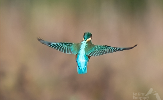 Hovering Kingfisher (BKPBIRD00203)