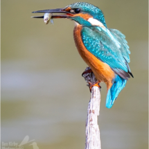 Male Kingfisher With Fish (BKPBIRD00202)