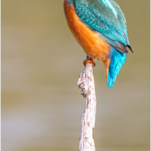 Male Kingfisher (BKPBIRD00207)